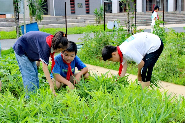 鐘山鎮(zhèn)第七小學(xué)的少先隊(duì)員代表們正在黨員教師的帶領(lǐng)下采摘成熟的蔬菜。 (2).jpg