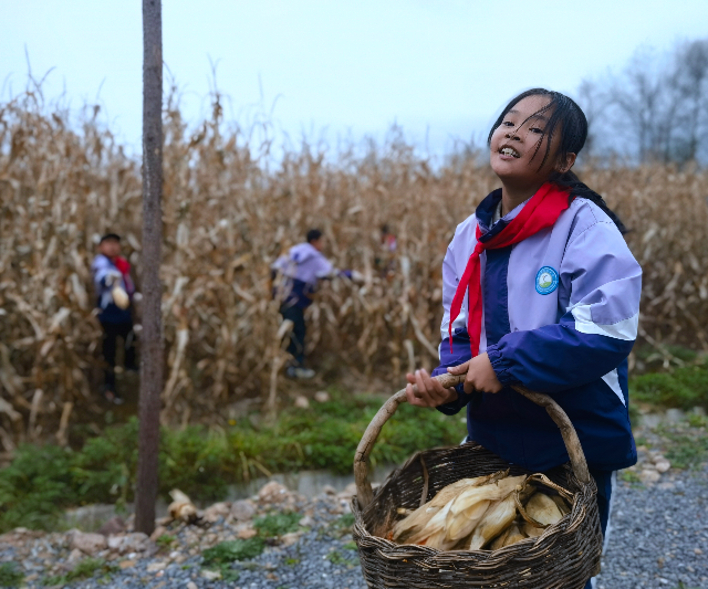 學(xué)生分工明確，將玉米運(yùn)到空地處.jpg